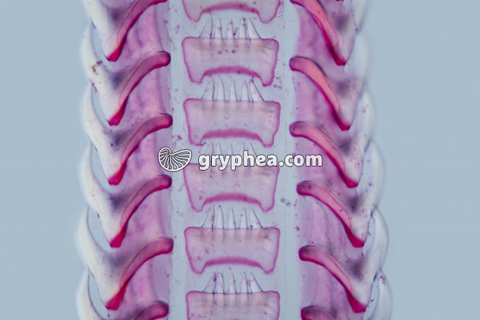 Radula de Buccin x25 - gryphea.org